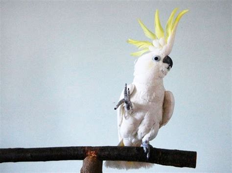 Video: Snowball, the dancing bird is back | Americas – Gulf News