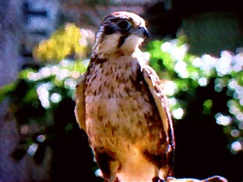 Australian Birds of Prey