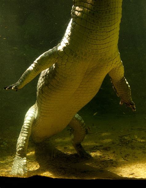 Crocodile gharial | Gharial, Crocodile, Feroz khan