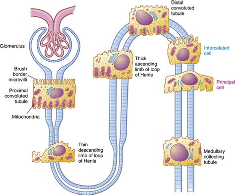 [DIAGRAM] Renal Tubule Cell Diagrams - MYDIAGRAM.ONLINE