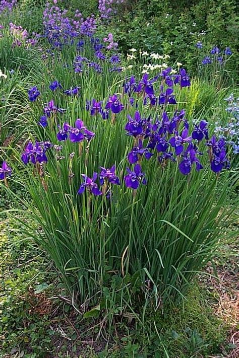 Siberian irises: how to grow. Location, soil, disease and planting