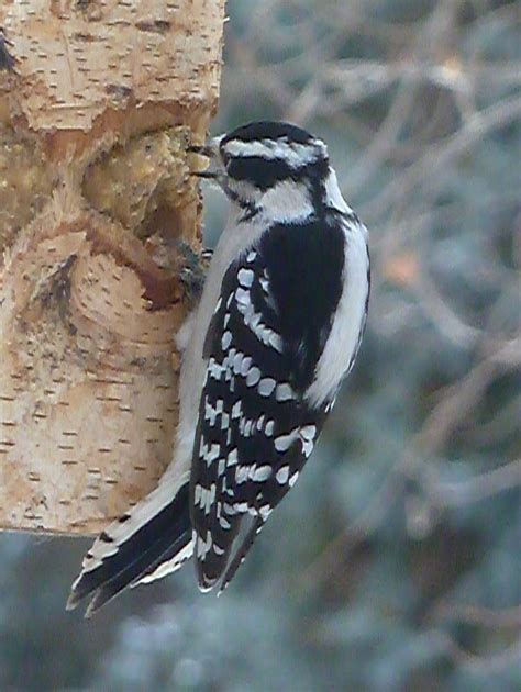 Penelopedia: Nature and Garden in Southern Minnesota: Downy Woodpecker ...