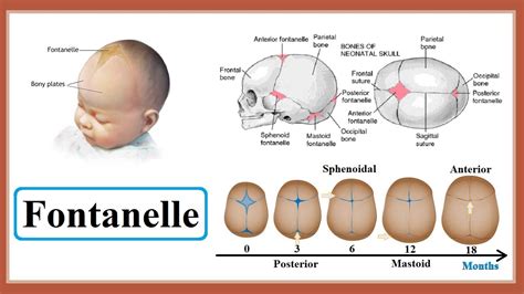 fontanelle - YouTube