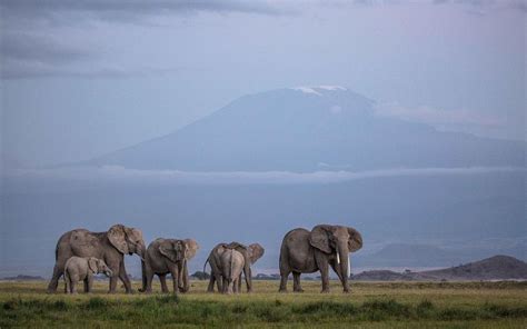 Elephants on the Serengeti : badassanimals