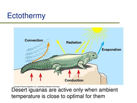 PPT - Endothermy and Ectothermy PowerPoint Presentation, free download ...