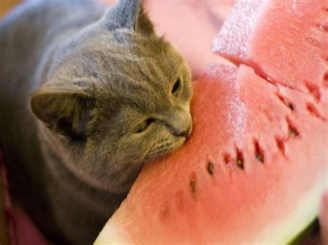 15 Animals eating watermelons (15 pics) | Amazing Creatures