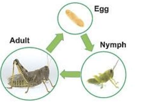 The life cycle of a grasshopper | Download Scientific Diagram