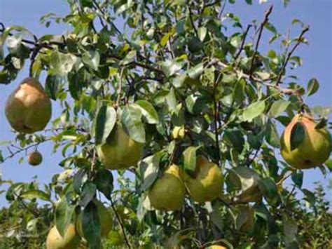 Pear Tree (1 Pack) - York County Conservation District