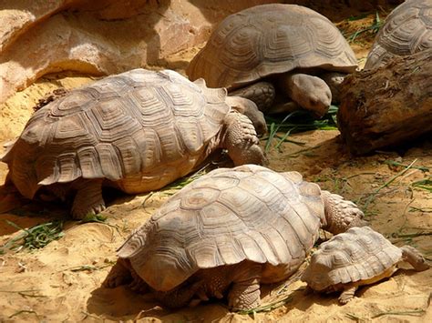 Adwaita Tortoise Carbon Dating – Telegraph