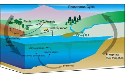 Phosphorus Cycle - Definition, Steps, Human Impact | Biology Dictionary