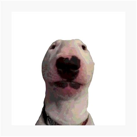 Walter Dog Gifts & Merchandise | Redbubble