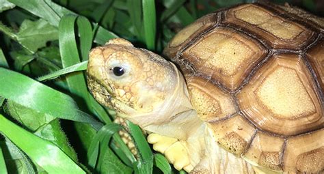 Sulcata Tortoise Diet Sheet