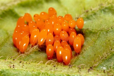 Eggs of the Colorado Beetle on the Leaves of Potatoes Stock Image ...