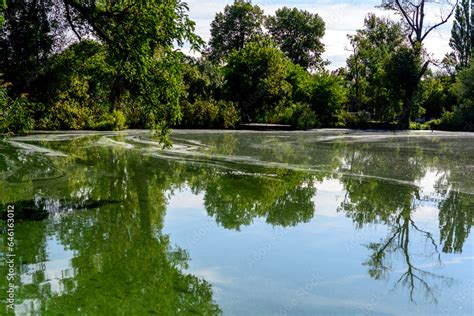 Water pollution by blooming blue green algae. green algae on the ...