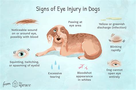 Can I Get An Eye Infection From My Dog