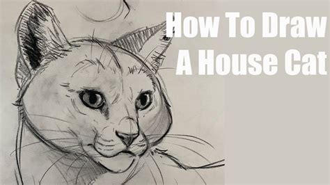 How To Draw House Cats - Soupcrazy1