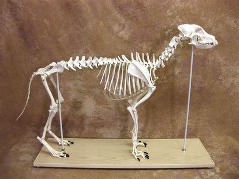 Canine Anatomical Skeleton Bosley Dog (Large)