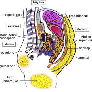 Adipose signals influence systemic metabolism and appetite ...