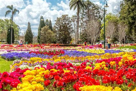 Toowoomba Carnival Of Flowers Will Be In Full Bloom This Spring