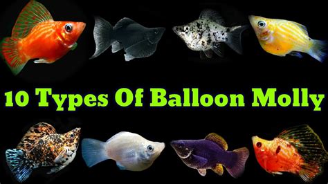 Different Types Of Balloon Molly - YouTube