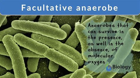 Facultative anaerobe Definition and Examples - Biology Online Dictionary