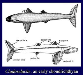 Palaeos Vertebrates Chondrichthyes: Crown Group Chondrichthyes