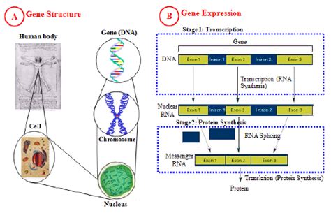 The illustration of simplified overview of: (A) gene structure; (B ...