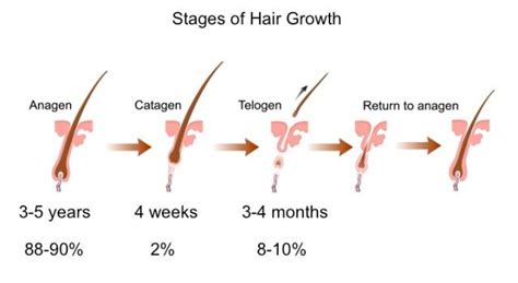 Hair Growth Cycle | Stages of Hair Growth | NY Hair Loss