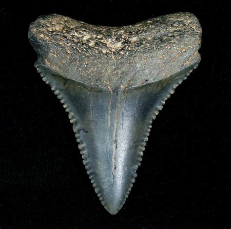 Fossil Great White Shark Tooth - 1.33 Inches For Sale (#5147 ...