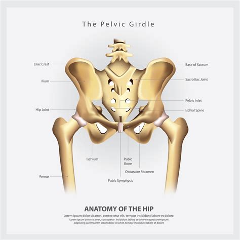 The Pelvic Girdle of Human Hip Bone Anatomy Vector Illustration 538244 ...