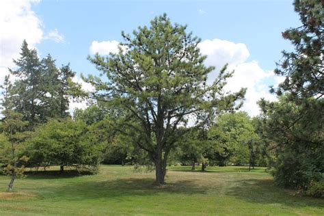 Pitch Pine | Identify plant, Tree identification, Tree