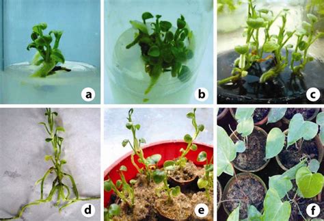 (a) Breaking of apical bud. (b) Multiple shoot proliferation. (c ...