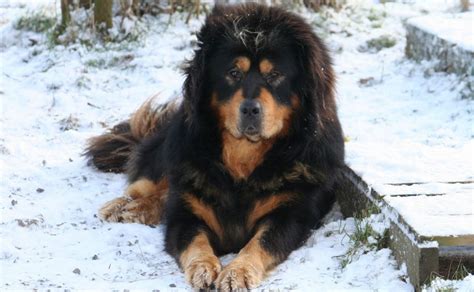 Tibetan Mastiff Dog Info, Puppies, Sale Cost, Facts, Pictures