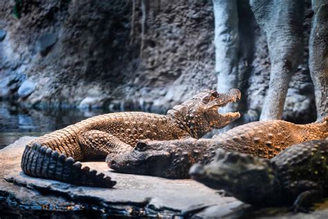 Meet the World's Weirdest Crocodile Species (They're Orange and Live in ...