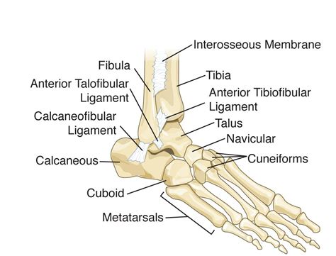 Ankle Range of Motion After Surgery | Rick Olderman: Fixing You | Ankle ...