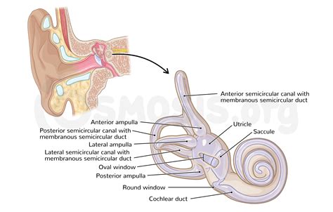 Ear Anatomy Oval Window