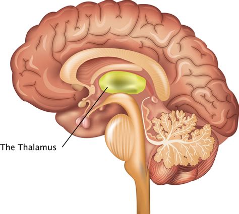 Thalamus - The Science of Psychotherapy