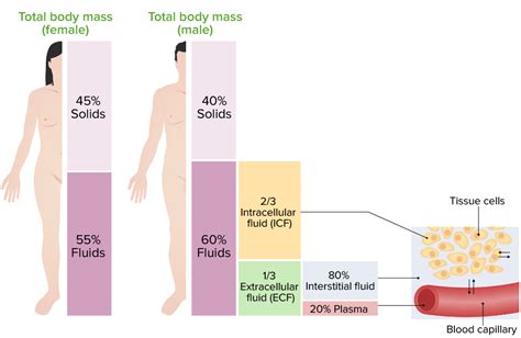 Body Fluid Compartments | Concise Medical Knowledge