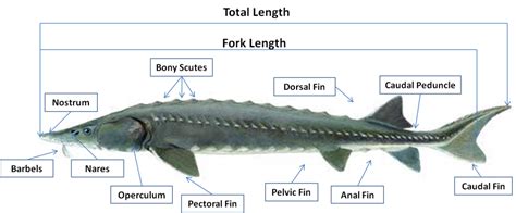 Sturgeon Life Cycle