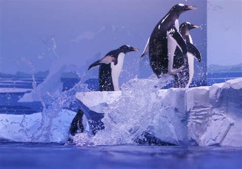 Gentoo penguins in London Aquarium