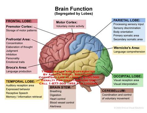 Brain Function (by lobes) | Brain anatomy and function, Brain anatomy ...