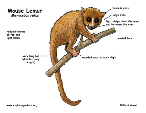 Lemur diet information | Yamru