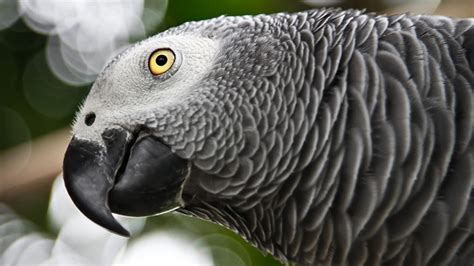 Grey parrots shown to have the reasoning skills of toddlers