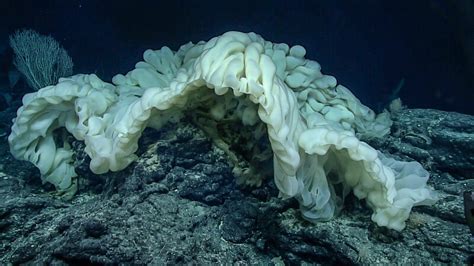 This new species of sponge has only ever been seen twice before in the ...