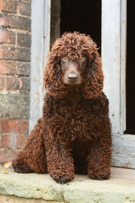 Irish Water Spaniel - Temperament, Lifespan, Shedding, Puppy