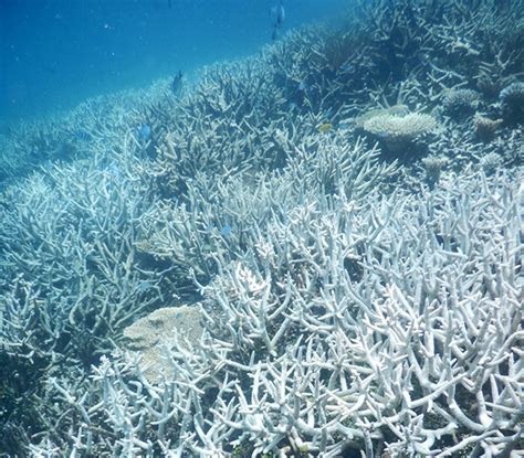 Great Barrier Reef bleaching - UQ News - The University of Queensland ...