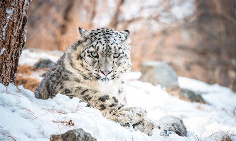 More than 70% of snow leopard habitat remains unexplored | Stories | WWF