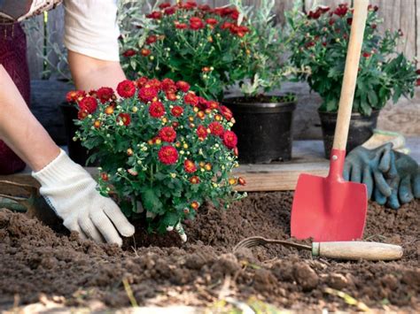 Caring For Mums In Spring Gardens | Gardening Know How