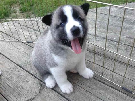 Akita Husky Mix Puppies For Sale | PETSIDI