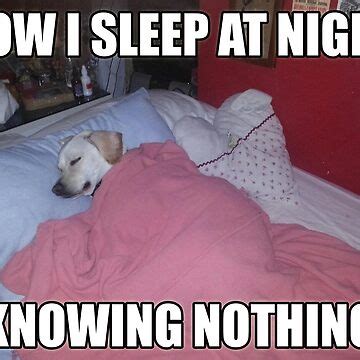 "How I Sleep at Night Knowing Nothing Meme Funny Labrador Dog in Bed ...